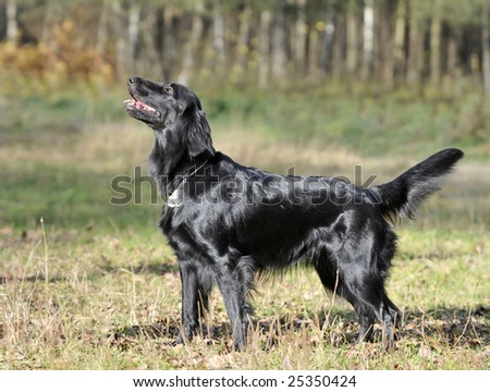 Black Retriever In The Field Stock Photo 25350424 : Shutterstock