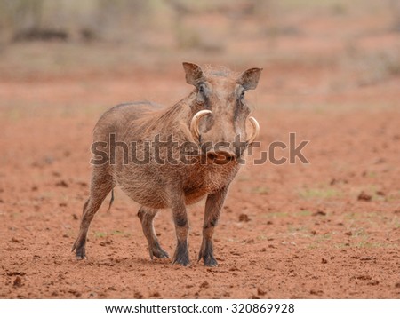 Warthog standing, Northern Cape, South Africa