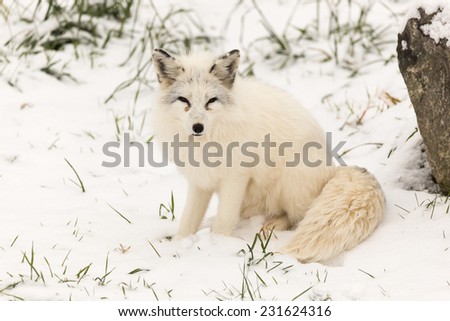 Arctic fox coupon code