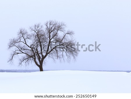 Desolate tree in a winter environment