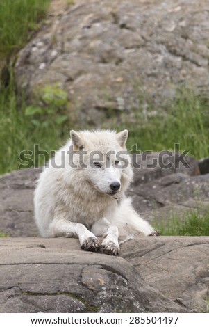 A resting Arctic Wolf