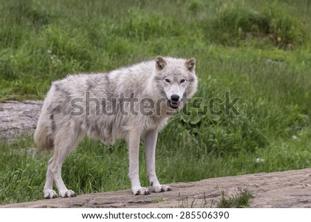 A lone Arctic Wolf