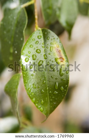 Leaves with raindrops on them.