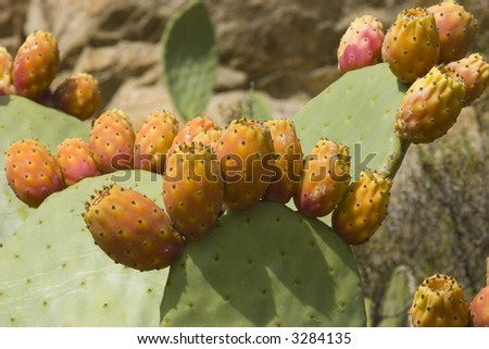Multiple prickly pear Cactus plants in Murcia, Spain
