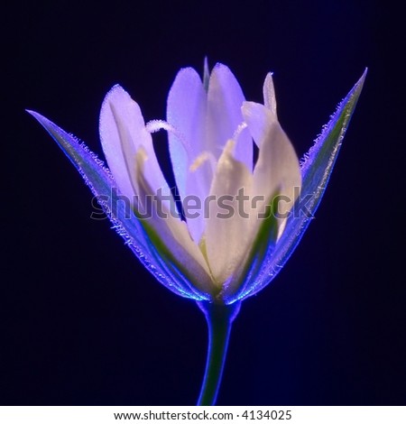 Macro. The Small Flower On A Dark Blue Background Is Illuminated Blue ...