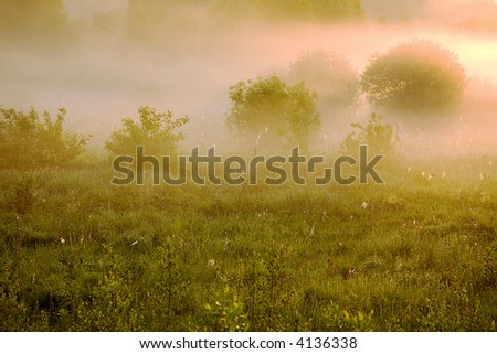 The pink fog hides bushes, grasses and trees in the early morning. Dew on a grass.