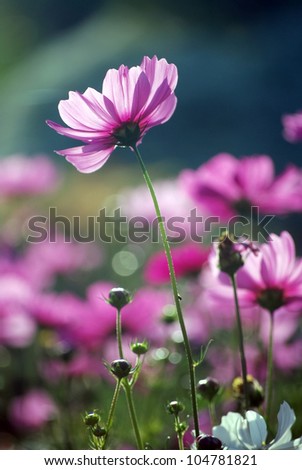 cosmos purple flowers in the morning sun.