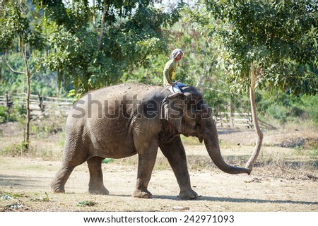 KANJANABURI, THAILAND - JANUARY 4: Tourists on an elephant ride tour of the ELEPHANT CAMP on January 4, 2015 in Kanjanaburi.