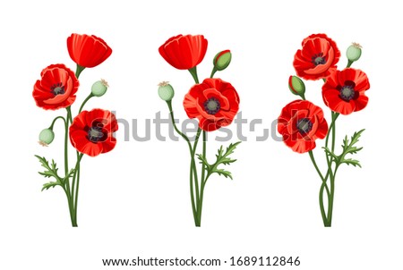 Vector red poppies isolated on a white background.