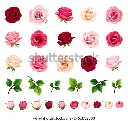 Roses. Red, pink, and white rose flowers and green leaves isolated on a white background. Set of vector rose design elements