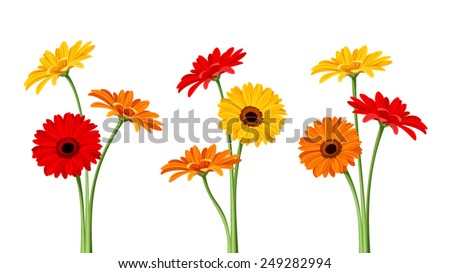 Vector colorful gerbera flowers with stems isolated on a white background.