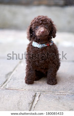 A confident miniature poodle puppy sitting down.