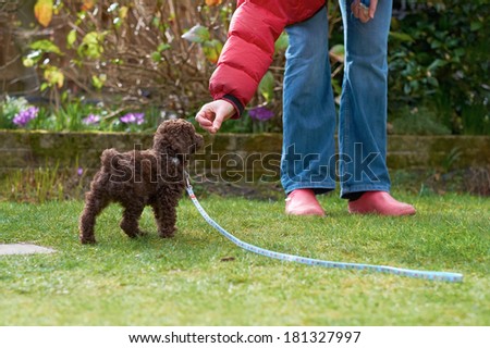 Lead and clicker training for a miniature poodle puppy in the garden.