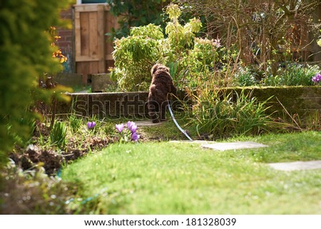 Lead training for a miniature poodle puppy in the garden.