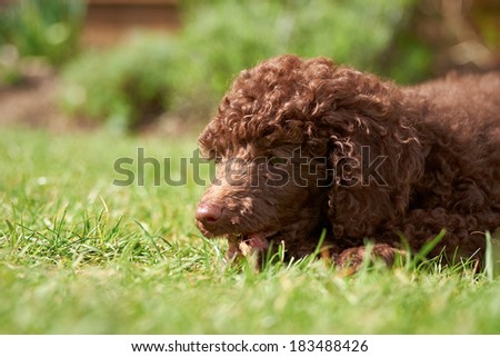 A miniature poodle puppy playing with a stick on the grass in the garden.