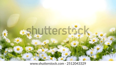 Image, Stock Photo Flowering grass backlit