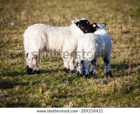 Two young lambs cuddling  in a meadow.