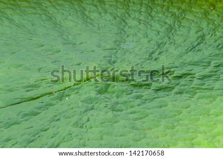 Beautiful green leaf on the water with large leaves.
