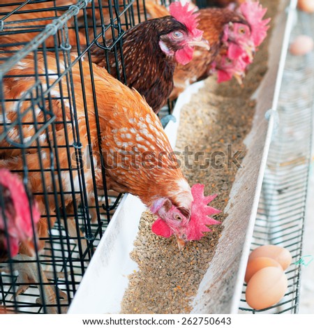 Brown chicken eggs eating in Clean farm.