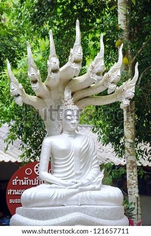 Buddha Meditation has seven headed serpent spread to cover.The Lord Buddha Meditation Naga seven heads covered to protect