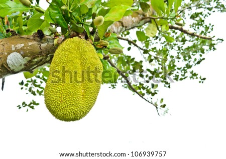 Green Jack fruit on the tree, Thai fruit