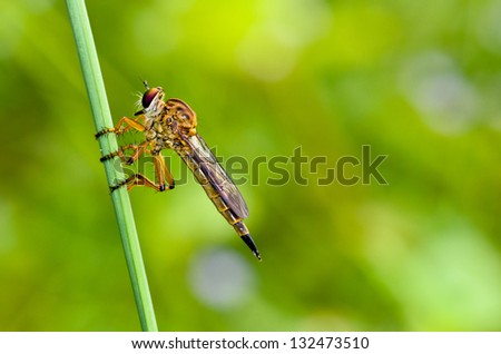 Robber Fly - Family Asilidae. Are predatory insects that are shaped similar to a dragonfly.