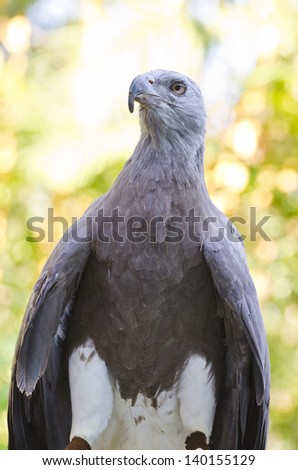 Lesser Fish Eagle ( Ichthyophaga humili )  bird hunters waiting time to hunt