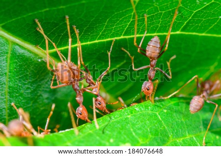 Weaver Ants or Green Ants (Oecophylla smaragdina) are working together to building a nest in Thailand