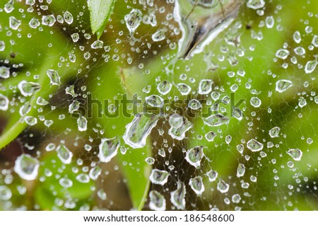 Close up top view dew drops on spider web in grass of Wolf spider