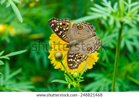 Close up top view Junonia Lemonias or Lemon Pansy, It is brown butterfly with large \