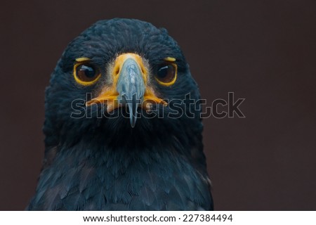 Verreaux\'s eagle (Aquila verreauxii) also called the black eagle ~ at a Birds of Prey Rehabilitation Center in South Africa