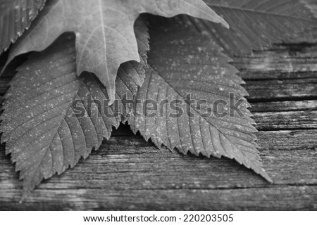 Black and White leaves on vintage wood