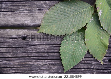 Turning green leaves on weathered wood.