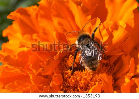 bee with flower Gaillardia. take a look in portfolio