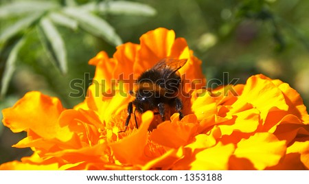 bumblebee with flower Gaillardia. take a look in portfolio