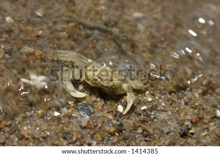 Little crab swimming in the water near the cost of Sea of Azov