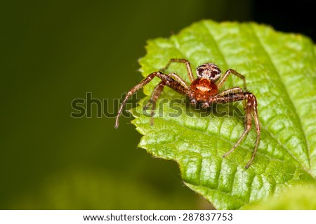 Brown crab spider on the leaf