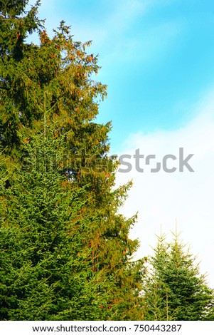 Similar – Image, Stock Photo svelte Bushes Plant