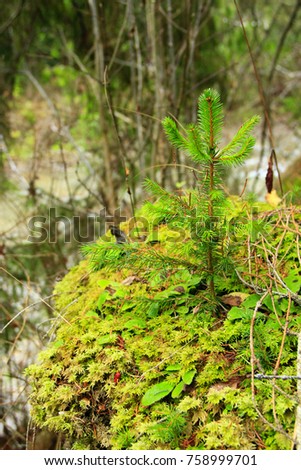 Similar – Image, Stock Photo svelte Bushes Plant