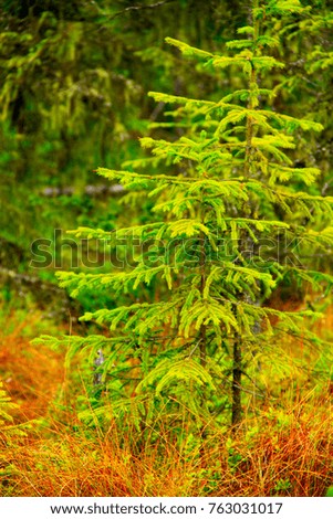 Similar – Image, Stock Photo svelte Bushes Plant