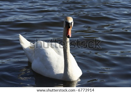 swan swimming on river under sun light