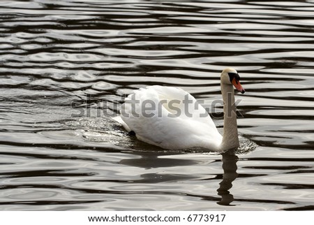 swan swimming on the river with dramatic ripple reflections on the water.