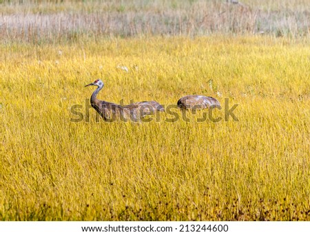 Lesser Sandhill Crane family foraging in the fall in Anchorage, Alaska