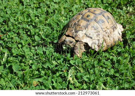 Old turtle walks in the garden at the morning sunand eat grass