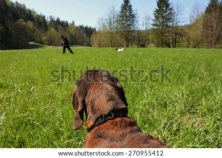 Hunting dog watching others