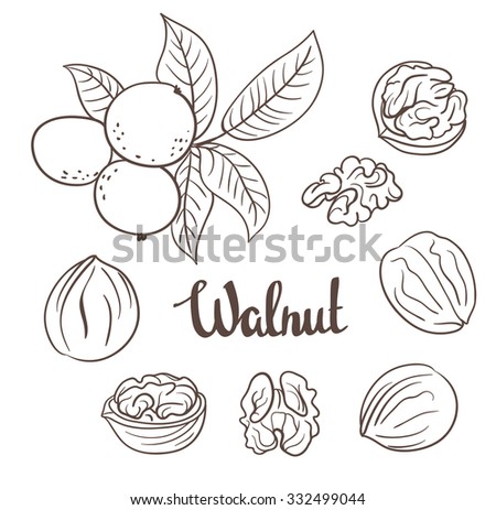 Walnuts with leaves and dried walnuts isolated on a white background