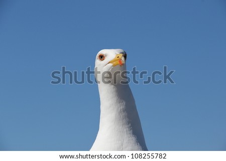 Seagull Stare. A closeup pf a large seagull head and neck, with good detail of the face and eyes. Blue sky background. This bird was not impressed.