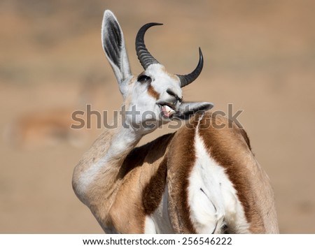Buck teeth Springbok self grooming