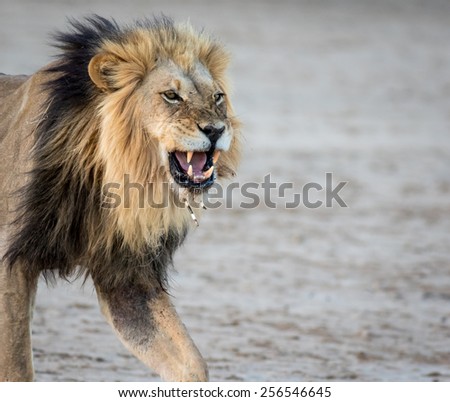 Male Lion Porcupine Needle face
