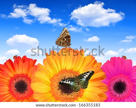 gerberas flowers with butterflies on blue sky
